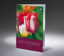 Die Tulpe